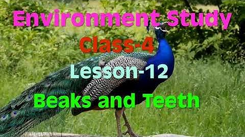 Class4 ch 12 (V6 Knowing about beaks of different birds)