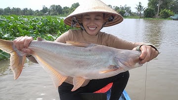 290 / Vân Nguyễn Trở Lại Sông Cái Bé Thu Phục Cá Tra Khủng