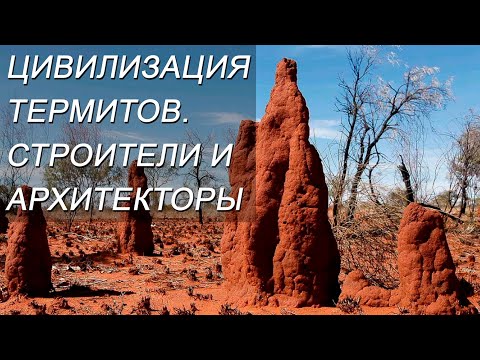 ЦИВИЛИЗАЦИЯ ТЕРМИТОВ. СТРОИТЕЛИ И АРХИТЕКТОРЫ