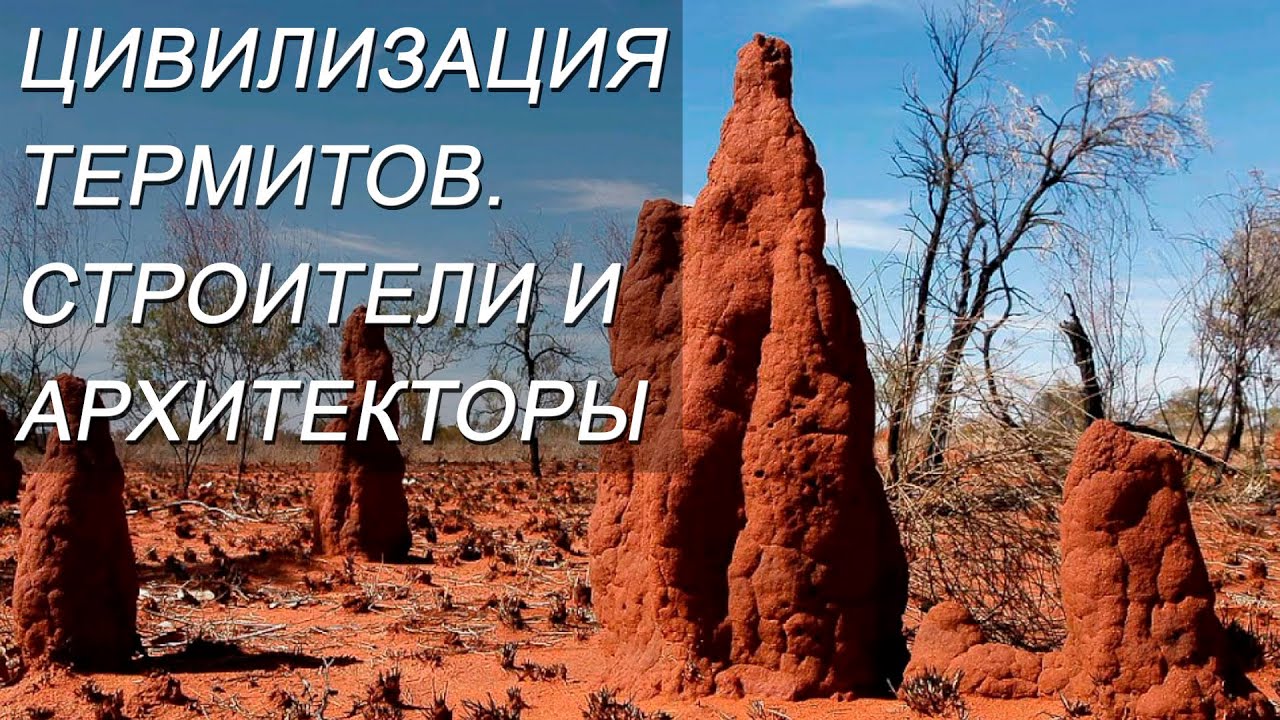 ЦИВИЛИЗАЦИЯ ТЕРМИТОВ. СТРОИТЕЛИ И АРХИТЕКТОРЫ