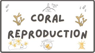 How Do Corals Reproduce? | Explore Marine Biology