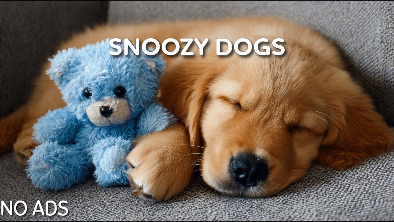 3 Hours of Relaxing Dog Music 🐾🎵 Serene Night Melodies for Joyful, Calm Pets