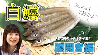 シロギス シロギスを詳しく解説 簡単な開き方 腹開き と天ぷらもご紹介 ウミダス公式 Youtube
