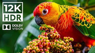 EARTH ANIMALS in Dolby Vision 12K HDR | with Soothing Relaxing music (Colorful Animal Life)