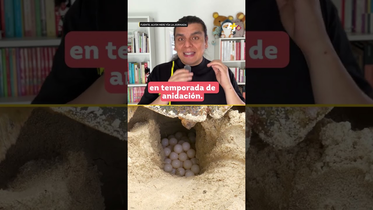 تحتاج السلاحف إلى الحماية والاحترام 🐢