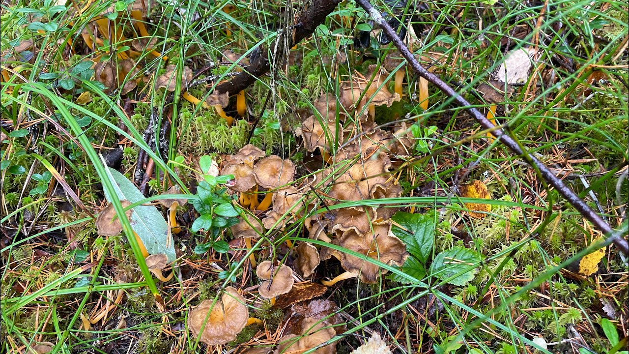 เก็บเห็ด(Rödgul trumpetsvamp) สวีเดน 🇸🇪