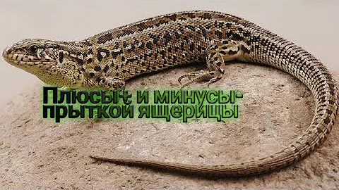 Плюсы и минусы в содержание прыткой ящерицы.