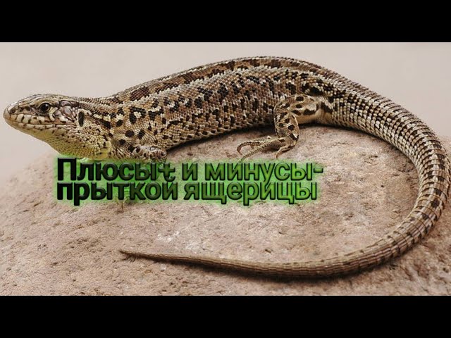 Плюсы и минусы в содержание прыткой ящерицы.