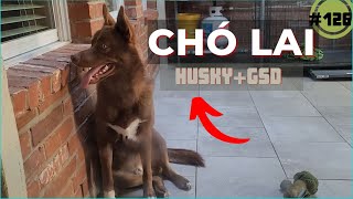 #126 MÔNG CỘC sao có đuôi ???  Em là CHÓ LAI HUSKY và GSD|/Kim in Texas.