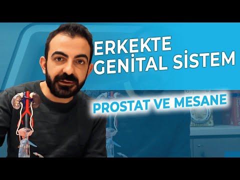 Erkekte Genital Sistem | Prostat Ve Mesane İlişkisi