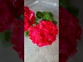 #pelargonium #flowers #plants #пеларгония ТА Шехерезада супер