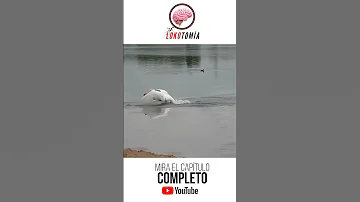 ¿Qué le ocurre a un cisne cuando muere su pareja?