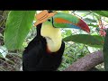 Toucan