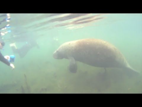 Video: Berenang Bersama Manatees di Florida