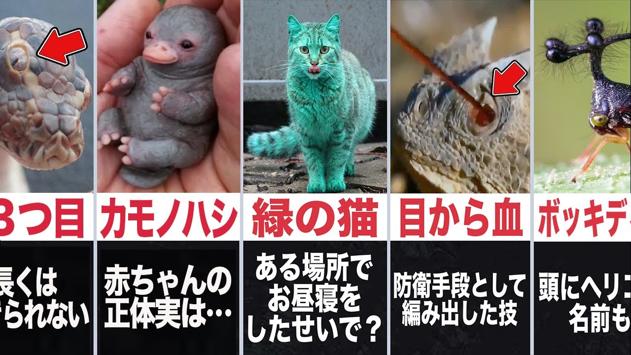 衝撃 実在する動物ランキングがツッコミどころ満載だったwwwwww 61 なろ屋 ツッコミ 都市伝説 Youtube