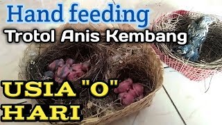 Download Lagu Meloloh anakan Anis kembang | new 2020 MP3 Download Lagu Meloloh anakan Anis kembang | new 2020 MP3
