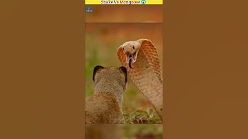 Mongoose Vs Snake - नेवला साप से क्यों जीत जाता है 😱 #cobra #cobravsmongoose #mongoosevssnake