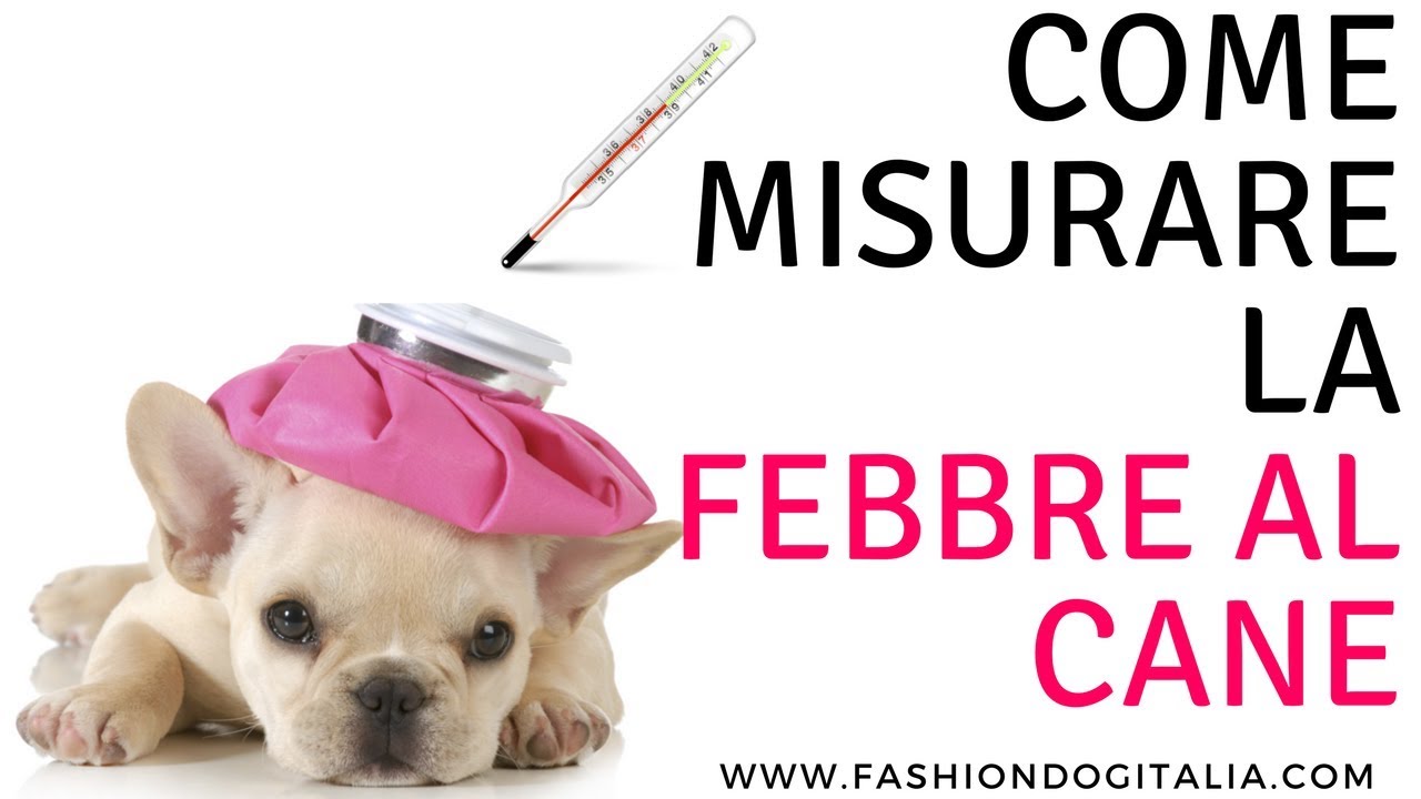 Misurare la febbre al cane come fare? YouTube