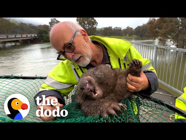 Stranded Wombat Desperately Needs Help After River Flood | The Dodo class=