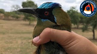 The whooping motmot!