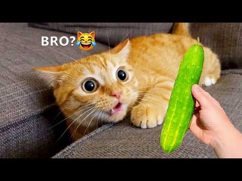 Try Not To Laugh 😂 Funniest Cats & Dogs | Funny Animals #3