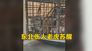 东北伤人老虎苏醒笼内吼叫 Youtube 东北伤人老虎苏醒笼内吼叫 Youtube