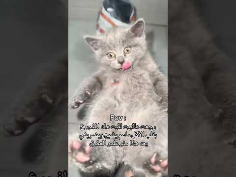 تعرفو ع رفقات سيف المشكلجيه     