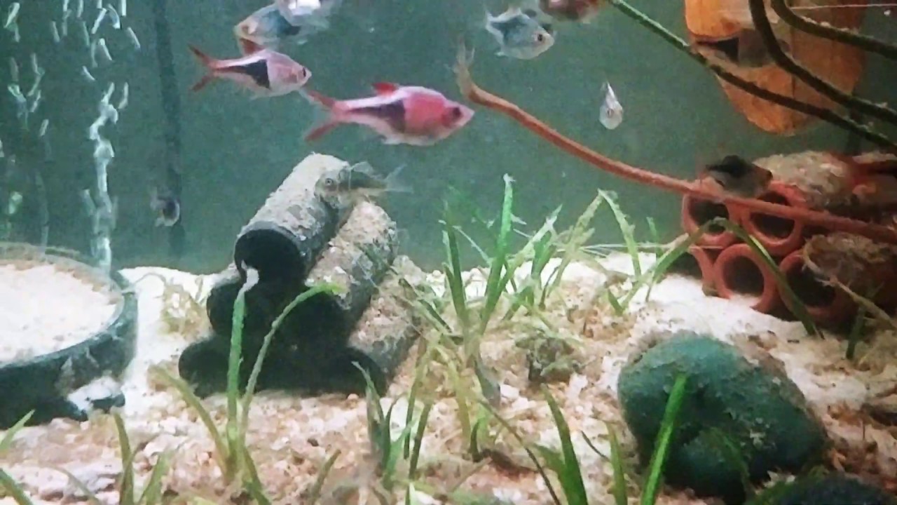 camera iphone 8 plus apk emerald green corydoras first day