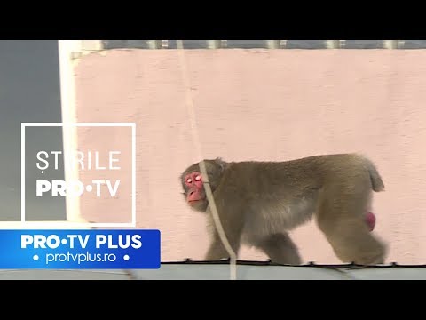 Video: Este legal să deții o maimuță mică?