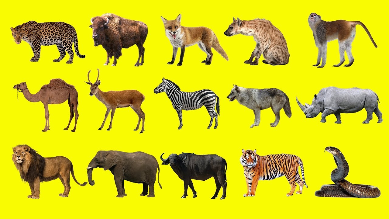 Wild animals wordwall