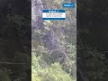 Incredible slackliner spotted over Leigh Woods