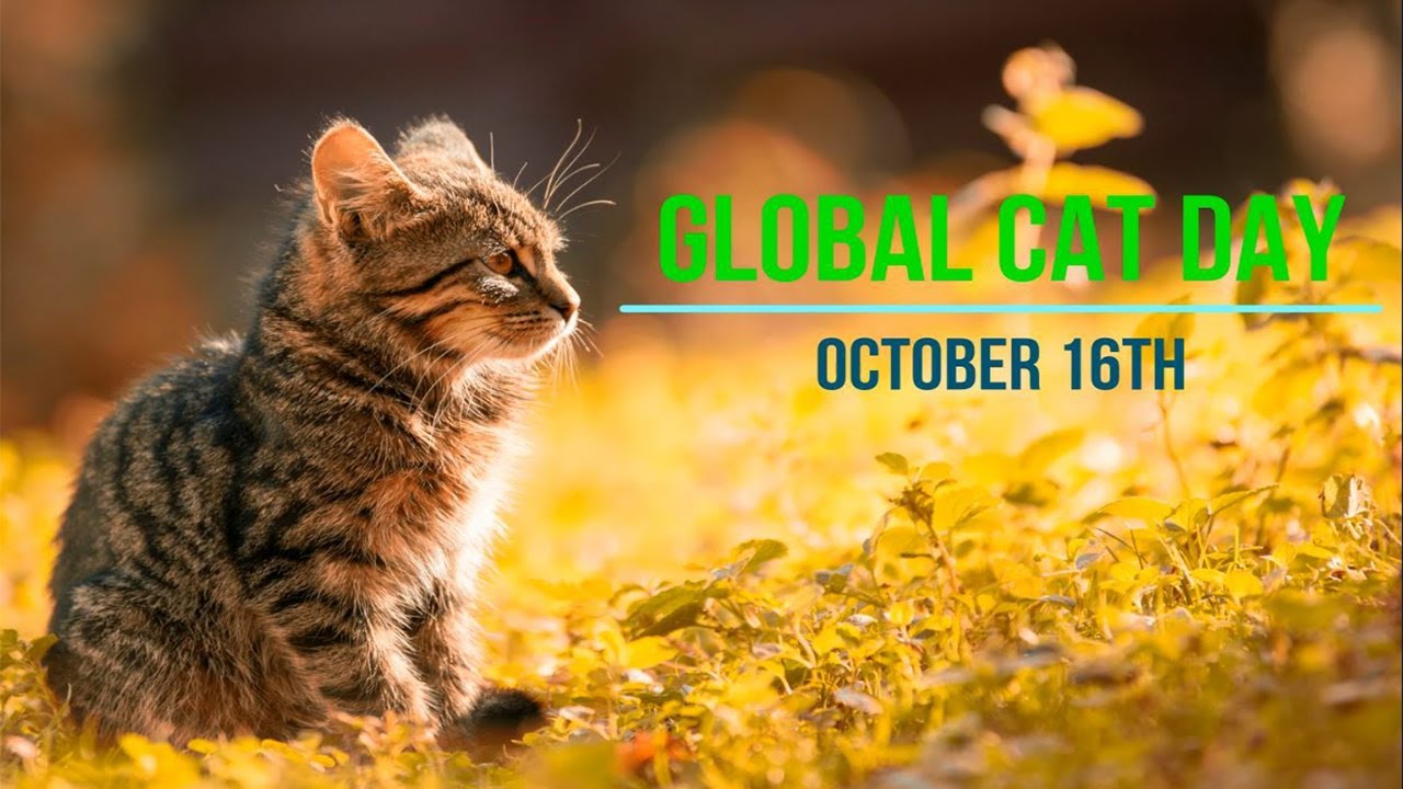 GLOBAL CAT DAY 2022 Cute Cats Background Music YouTube