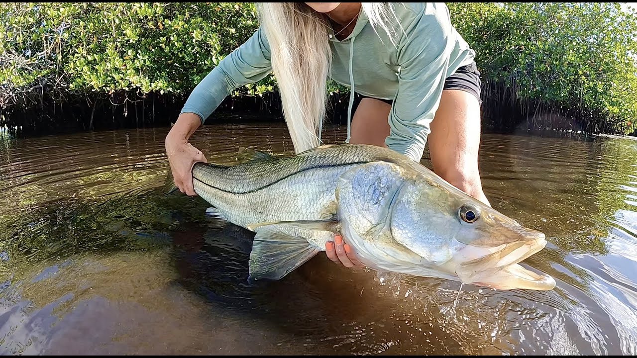 40 inch Snook on Topwater 