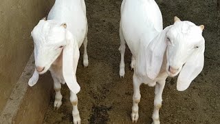 Pure Sojat Female For Sale || Sojat Goat For Sale || Sojat Adant Goat For Sale In Nagor