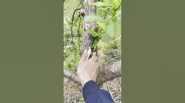 The pruning process of tree branches  Good tools increase efficiency