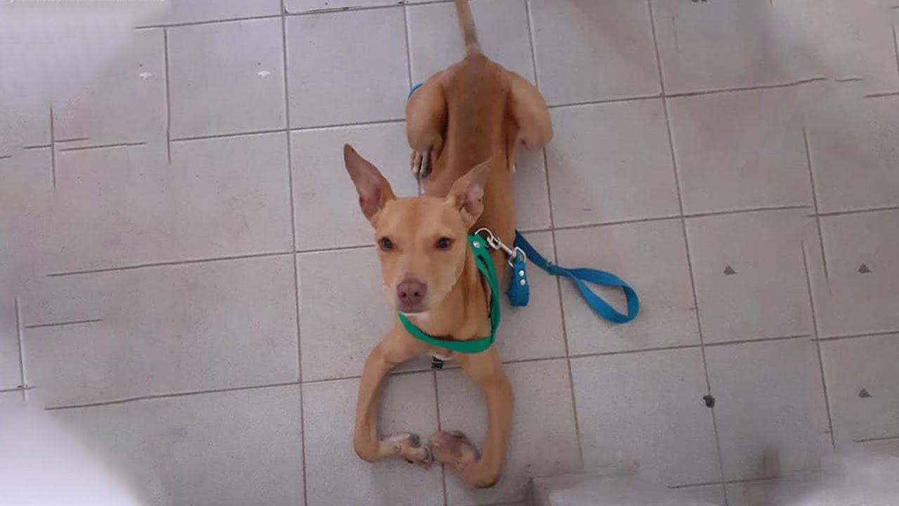 Disabled Puppy Cries in Despair After Being Thrown Away by Owner in A ...