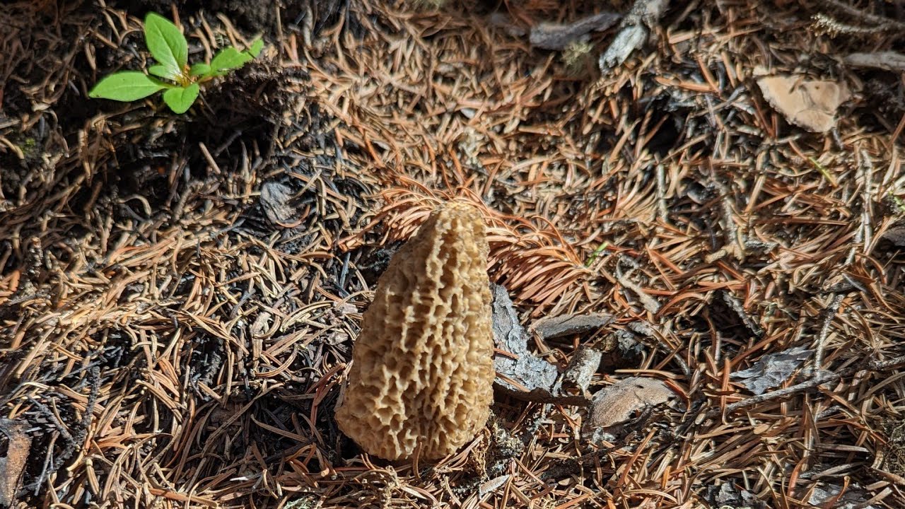 Midsummer Colorado Morel Mushrooms! YouTube