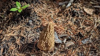 Midsummer Colorado Morel Mushrooms
