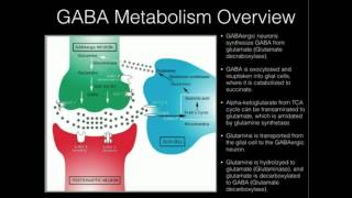 LTheanine and GABA Supplementation