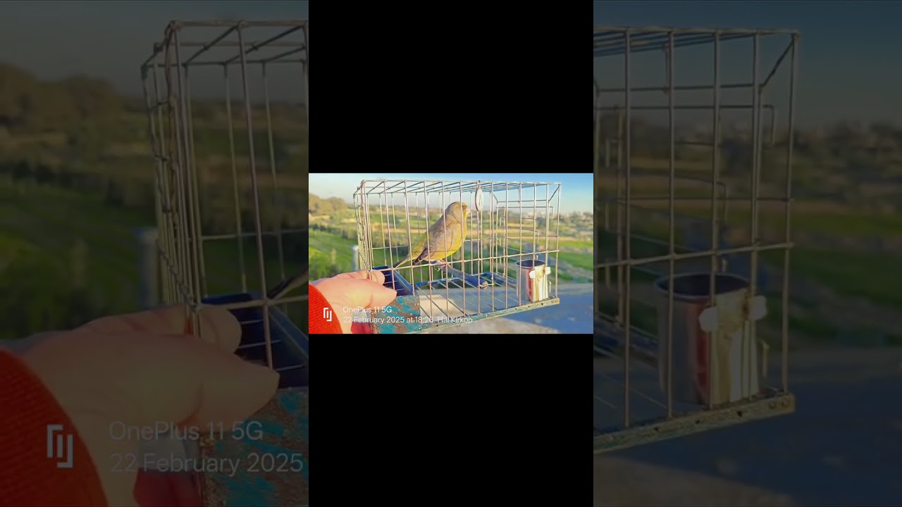 🌟IN-NICCA🌟 #verdun #greenfinch #singing #birds #2024 🌟💎🚀🧿💚💚💚💚