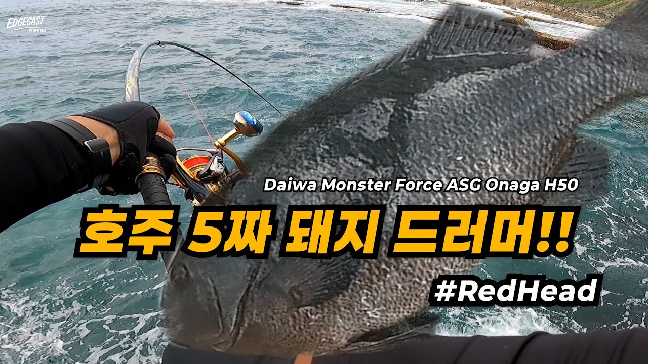 호주 5짜 돼지 드러머!! / 다이와 몬스터 포스 h50/ 시드니 낚시 / Edgecast Fishing