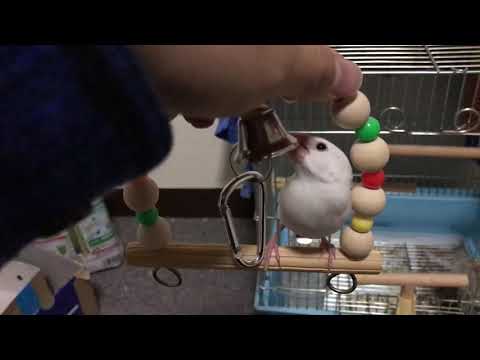 【文鳥】ブランコ初乗り【Java sparrow】