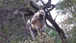Pench safari park by Fiona Cairns 1 view 6 years ago 18 seconds