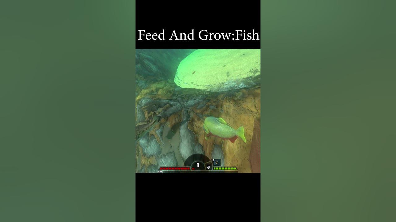 feed and grow fish online｜TikTok Search