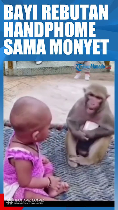 BAYI REBUTAN HANDPHONE SAMA MONYET