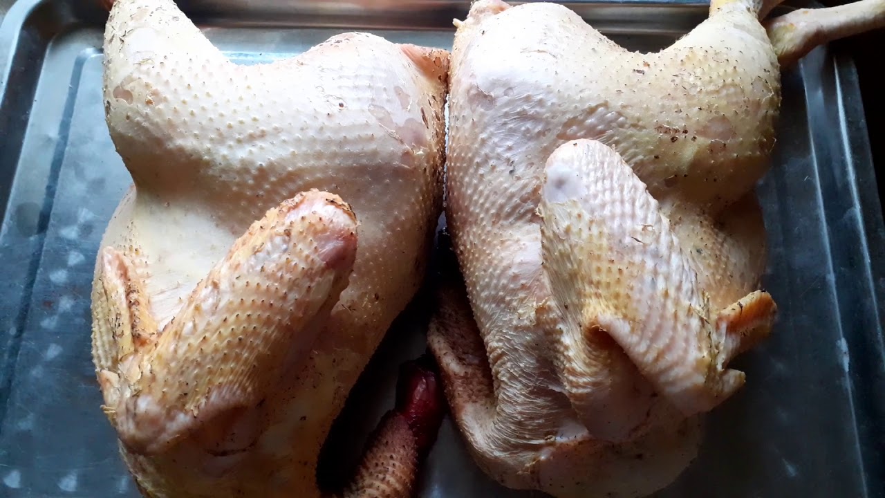 это бомба!тушка петушков Корниш самая лучшая мясная порода Корниш  Индийский бойцовый тушка курицы