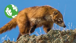 A Journey to the Wild Side of Southeastern Arizona