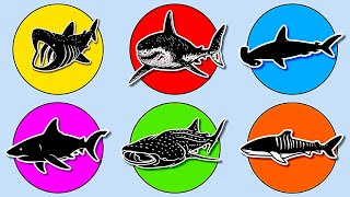 Sharks: Megalodon, Whale Shark, Great White Shark, Basking Shark, Hammerhead & Tiger Shark. MN051