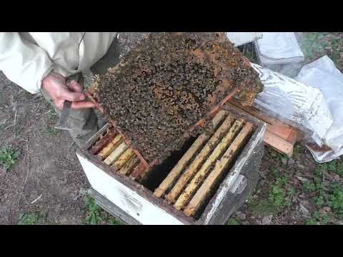 видео: апрель.ЧТО ВАЖНО УЧИТЫВАТЬ при расширении пчелиного гнезда.