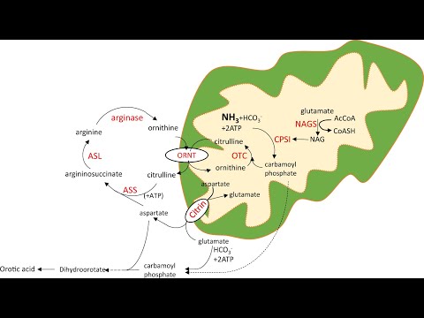 Management of Urea